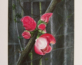 Bloom Anyway Quince Blossom Watercolor Art Print