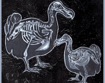 Dodos