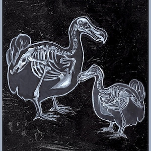Dodos