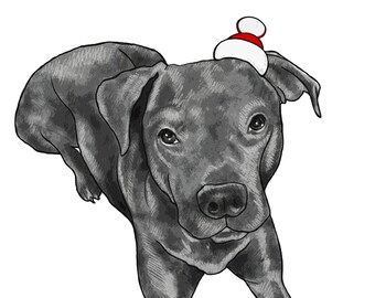 Pit Bull