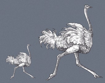 Ostriches