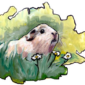 Guinea Pig