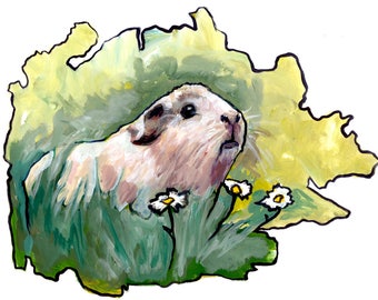 Guinea Pig