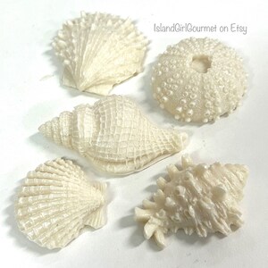 May include: Five white seashells, including a sea urchin, a conch shell, and three scallop shells.  IslandGirlGourmet on Etsy.