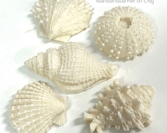 May include: Five white seashells, including a sea urchin, a conch shell, and three scallop shells.  IslandGirlGourmet on Etsy.
