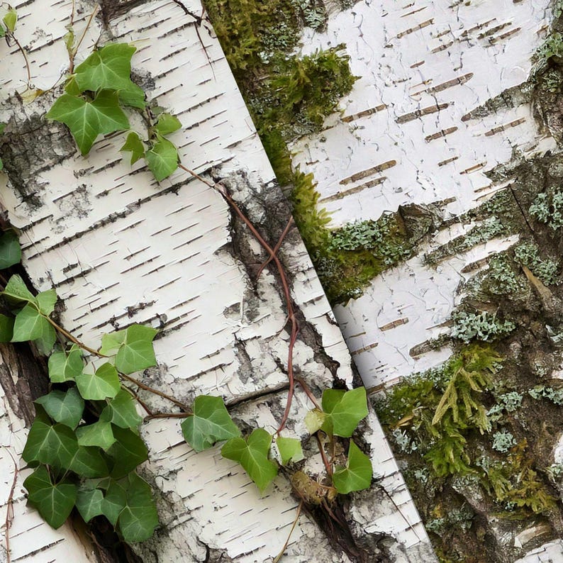 Birch Bark Seamless Pattern Digital Paper Pack, Realistic Birch Tree