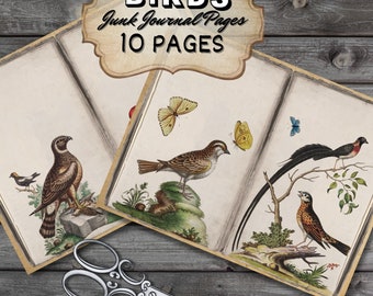 Op de afbeelding: Tien pagina's met vintage vogel illustraties, perfect voor junk journaling. De pagina's bevatten gedetailleerde tekeningen van vogels, vlinders en bloemen. De pagina's zijn gedrukt op hoogwaardig papier en zijn klaar om te worden geknipt en gebruikt in je volgende project.