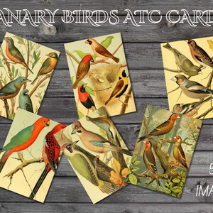 Bird Ephemera for Junk Journals, Printable Vintage Birds Ephemera Pack, Vintage Birds Collage Sheet, Nature Botanical Birds Illustrations