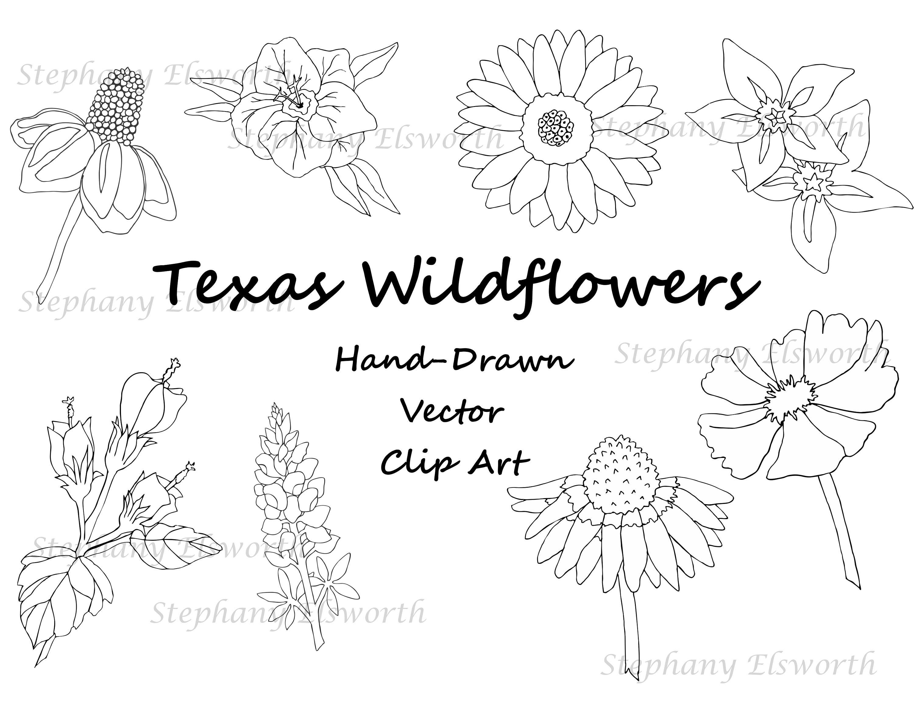 Texas Wildflowers Digital Stamp and Clip Art/Vector Set Etsy