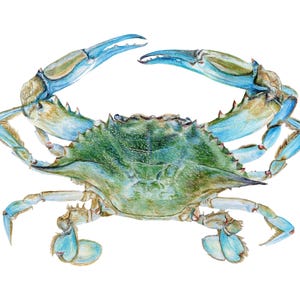 May include: Watercolor illustration of a blue crab with a green carapace and blue claws. The crab is depicted with its claws raised, showcasing its detailed anatomy and vibrant colors. The artwork is set against a clean white background.
