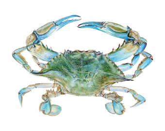 Blue Crab Giclee Fine Art Print