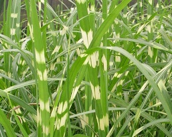 Vinyl Grass Birch Organic Cotton