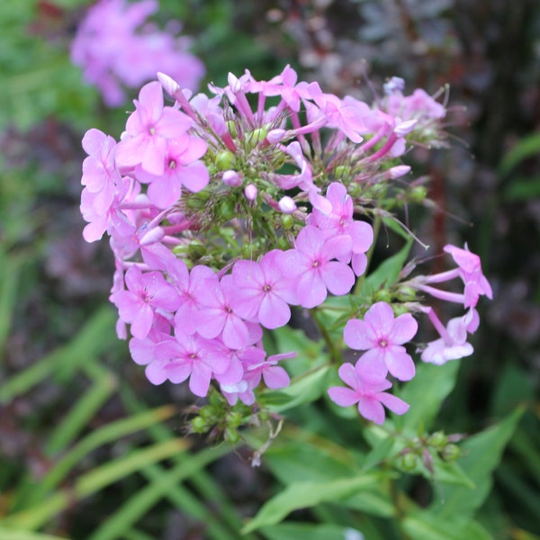 Phlox paniculata organic seeds. Tall lavender, white, and pink phlox for garden. The fragrant blossoms bloom from midsummer to frost.