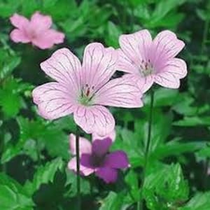 May include: Close-up of pink flowers with white veins, blooming in a garden setting.