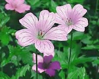 3 Geranium / Cranesbill / Perennial Bare Root / Blooms all summer.