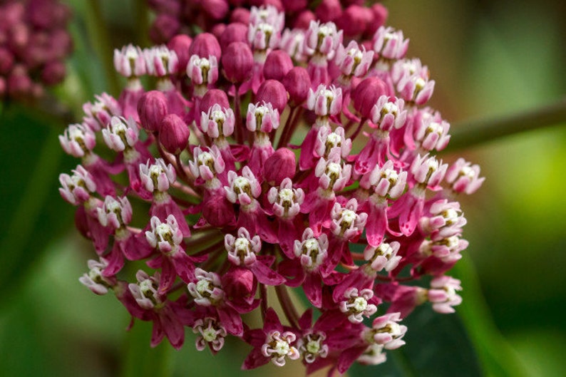 Organic Common Milk Weed Seeds for Sale/Asclepias syriaca