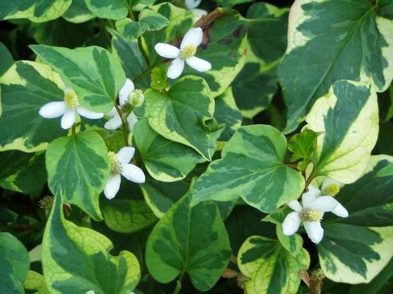 Houttuynia Cordata 'chameleon Plant Bareroot 3 Plants. Newly Reduced! - Etsy