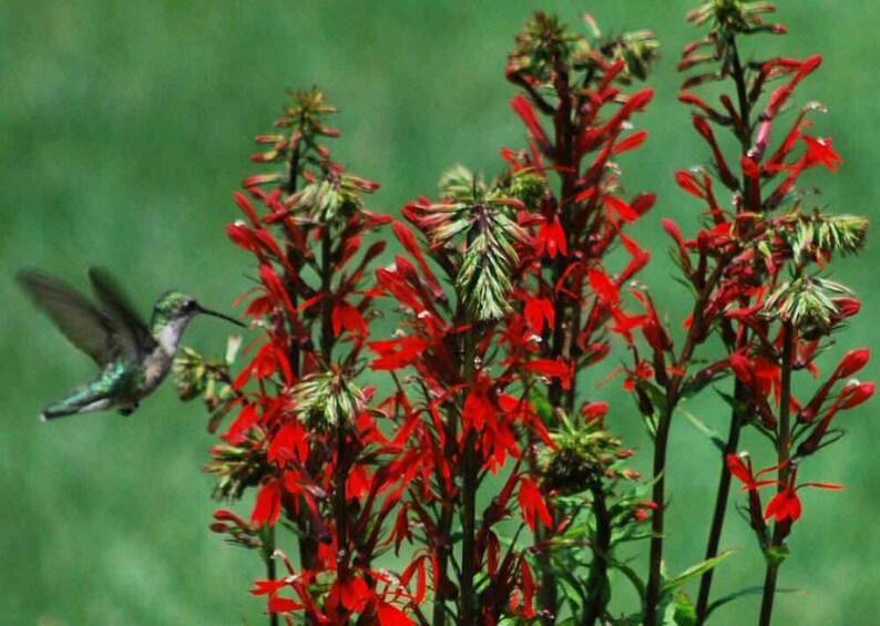 cardinal flower lobelia cardinalis