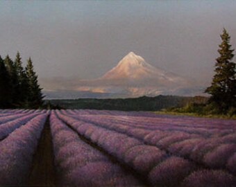 English Lavender angustifolia seeds / Organic / NON GMO / Medical Use