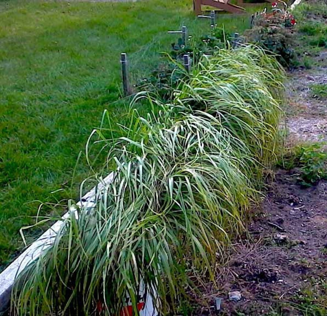 3 Potted Sweetgrass Plants for Sale/great for Smudging/grandmother