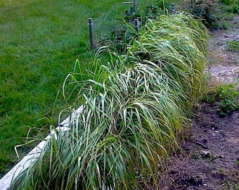 3” potted SweetGrass plants for Sale/Great for Smudging/Grandmother Earths Hair/ Organic Freshly dug