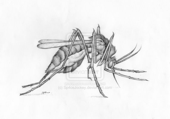 Premium Photo | Realistic Watercolor Illustration Of A Mosquito In Brown  And Amber