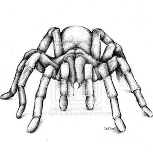 King Baboon Tarantula Potlood tekening gesigneerd HQ A4 Print
