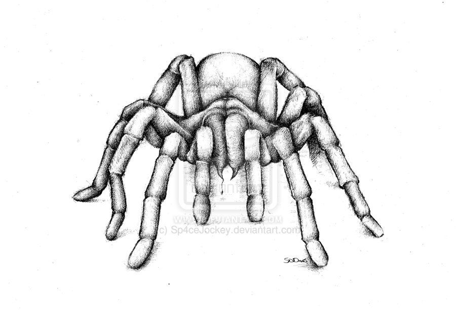 How To Draw A Tarantula Mexican Redknee Tarantula Step by Step Drawing  Guide by finalprodigy  DragoArt