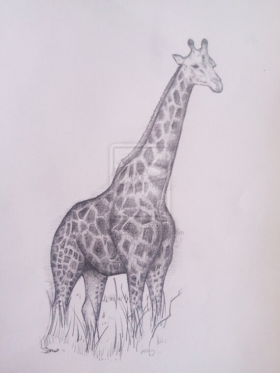 Giraffe Art Pencil Drawing High Quality Signed A4 Print