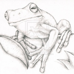 Tree Frog Art Pencil Drawing Sketch High Quality Signed A4 Print
