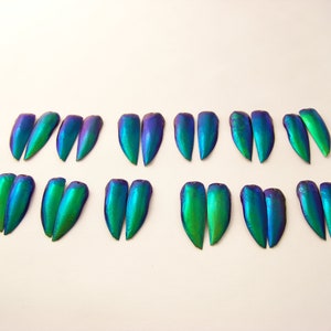 Beetle Wings/12