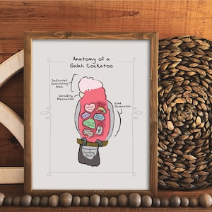 Anatomy of a Galah Cockatoo | Wall Art | Unframed Print
