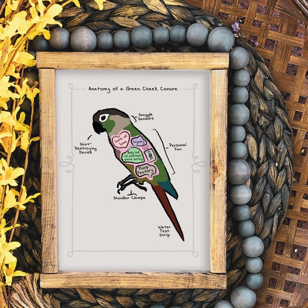 Green Cheek Conure Etsy