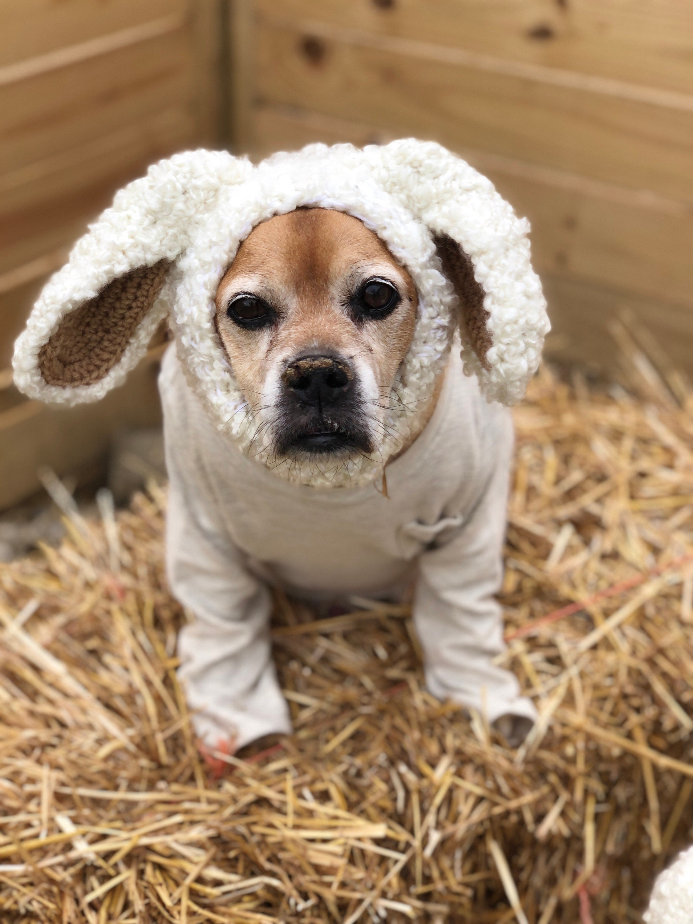 Hund Lamm Snood. Hund Snood flauschige Schafhut süße Etsy