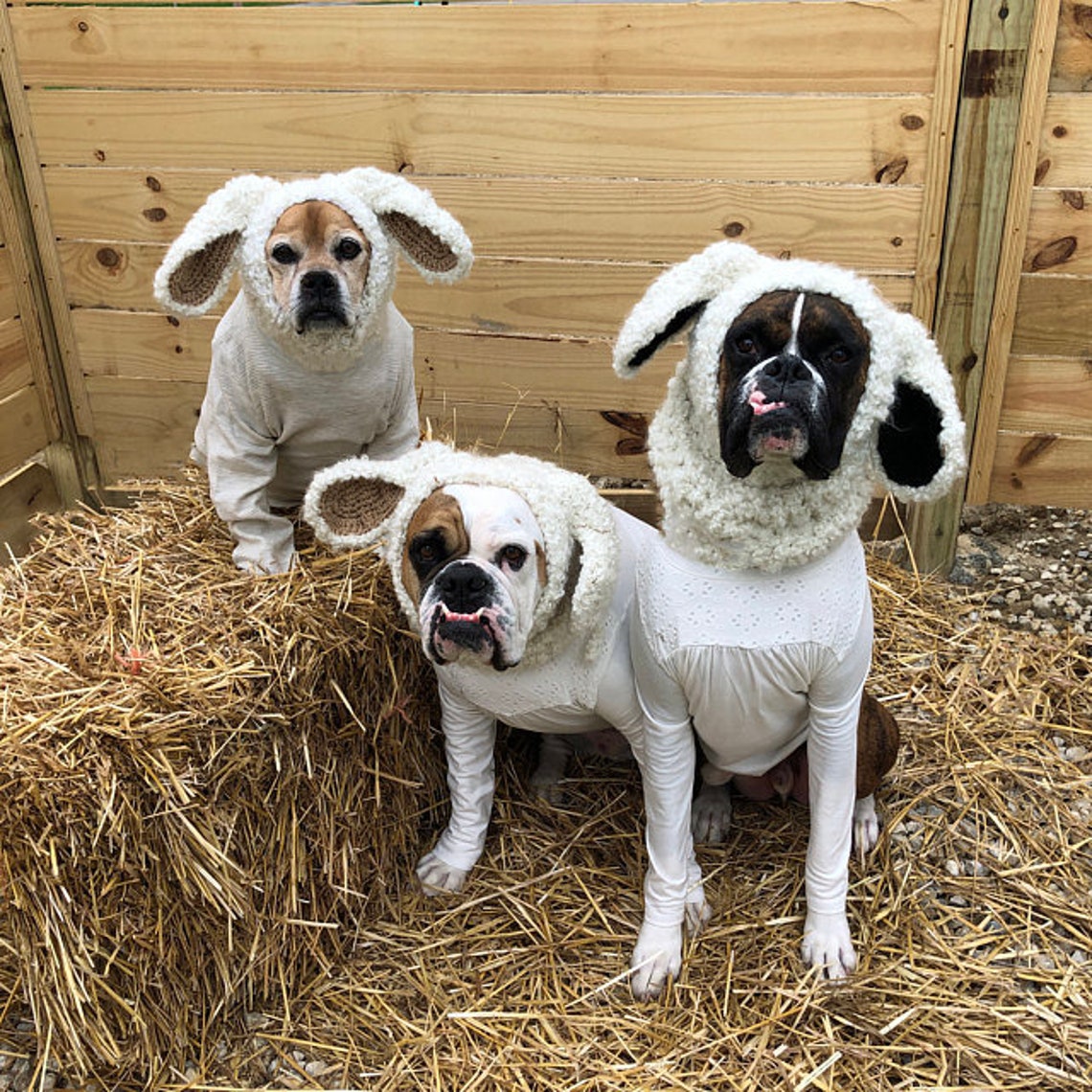 Hund Lamm Snood. Hund Snood flauschige Schafhut süße Etsy