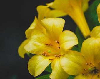 Yellow Flower Print Digital Download | Botanical Wall Art | Authentic Photography Not AI Generated | Not Stock Photography