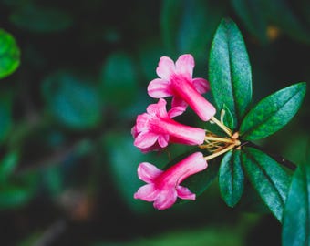 Pink Flower Nature Print Digital Download | Botanical Wall Art | Authentic Photography Not AI Generated | Not Stock Photography