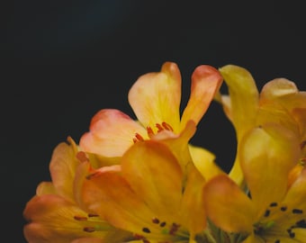 Yellow Flower Print Digital Download | Botanical Wall Art | Authentic Photography Not AI Generated | Not Stock Photography