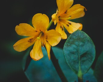 Yellow Flower Print Digital Download | Botanical Wall Art | Authentic Photography Not AI Generated | Not Stock Photography