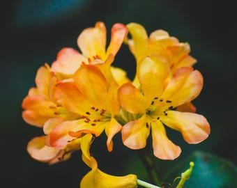 Yellow Flower Print Digital Download | Botanical Wall Art | Authentic Photography Not AI Generated | Not Stock Photography