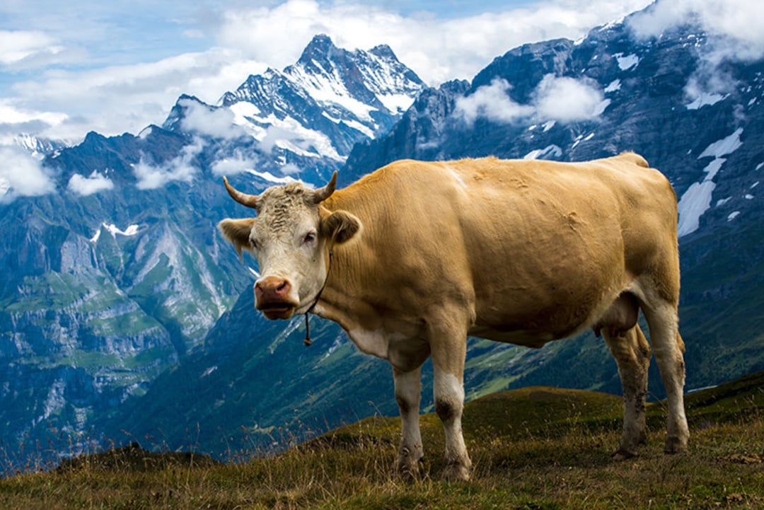 Grindelwald, Swiss Cow, Swiss Alps, Lauterbrunnen, Switzerland