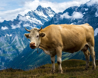 Grindelwald, Swiss Cow, Swiss Alps, Lauterbrunnen, Switzerland Landscape, Mannlichen, Kleine Scheidegg, Mountains, Fine Art Photo Print