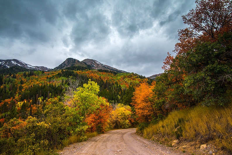 Fall Autumn Leaves Utah Photography American Fork Canyon - Etsy