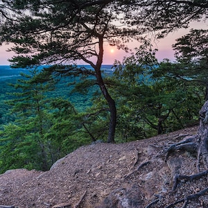 May include: A view from a clifftop overlooking a forest, with a large tree in the foreground. The sun is setting behind the trees, casting a warm glow on the landscape.