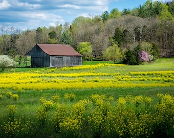 Obannon Woods, Granero, Indiana, Verano de Primavera, Paisaje del Medio Oeste, Flores de Canola, Fotografía de la Naturaleza, Arte de la Granja, Metal de Lona, Impresión fotográfica