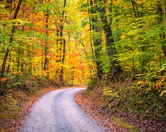 Fall Color, Autumn, Country Road, Woods, Forest, Trees, Midwest Art, Wall Art, Rural, Nature, Kentucky, Indiana, Ohio, Fine Art Print