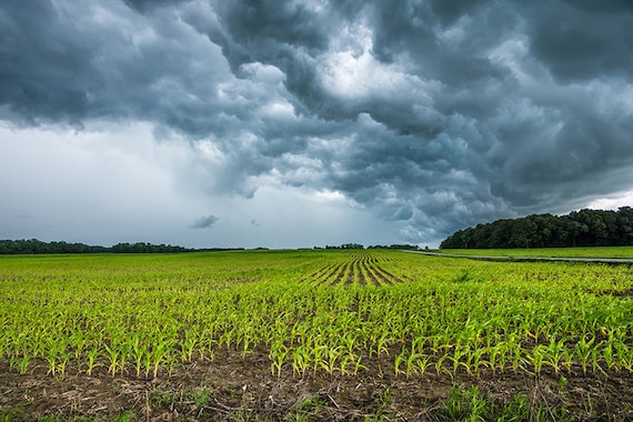 Thunderstorm Art, Storm Clouds, Indiana Landscape, Midwest, Corn Field, Americana, Weather Photography, Canvas, Metal Photo, Fine Art Print
