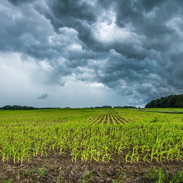 Thunderstorm Art, Storm Clouds, Indiana Landscape, Midwest, Corn Field, Americana, Weather Photography, Canvas, Metal Photo, Fine Art Print