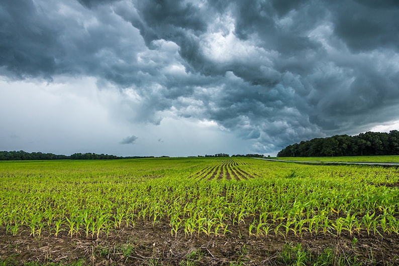 May include: A field of young corn plants growing in rows under a dark, stormy sky. The clouds are thick and gray, and the sky is overcast.