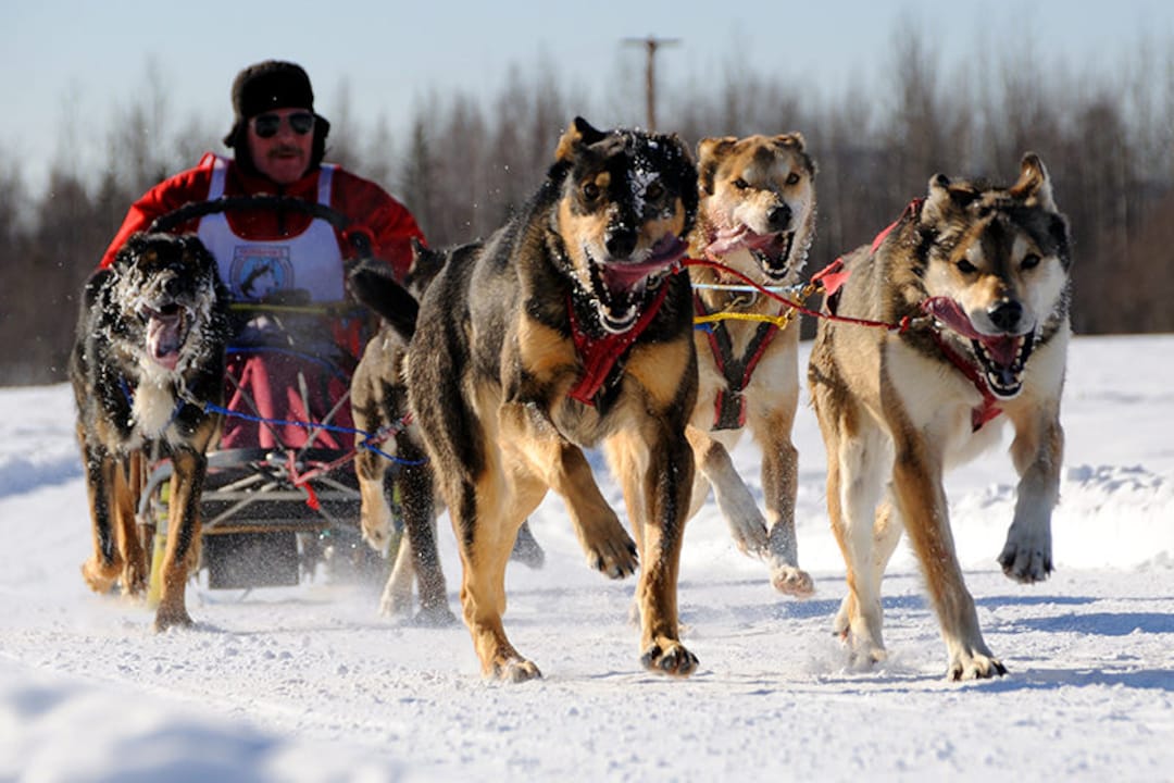 Sled Dog Race, Alaska Musher, Winter Sports, Dog Mushing, Animal Prints, Dog Art, Snowy